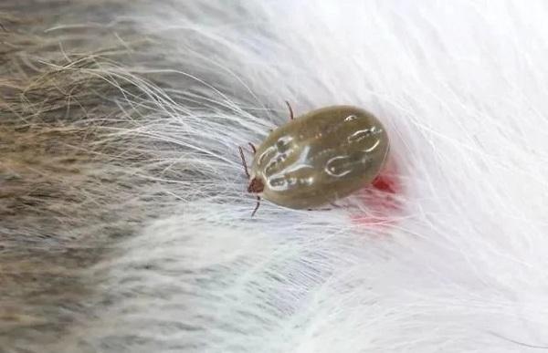 南京王女士,采茶归来开始发烧,原来是通过蜱虫感染了布尼亚病毒