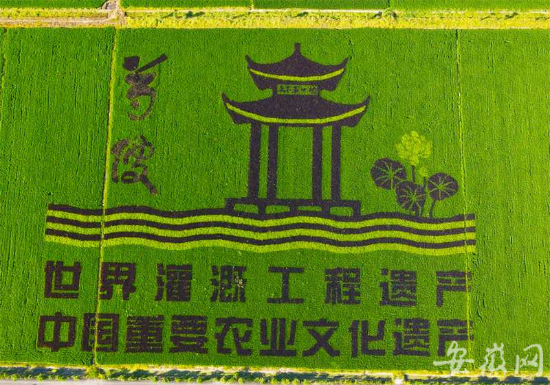 寿县安丰塘再现绝美"网红"稻田画