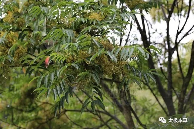 野漆树,见过吗?能散瘀消肿,止痛止血