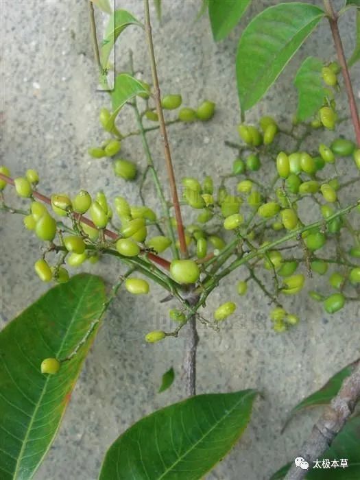 野漆树,见过吗?能散瘀消肿,止痛止血