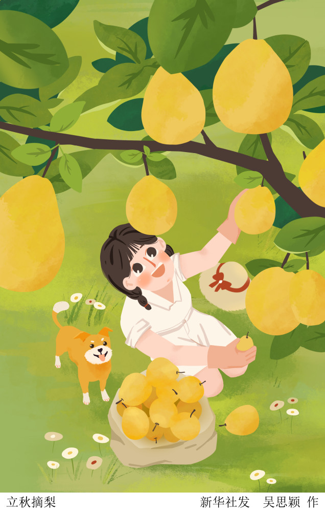 插画立秋摘梨
