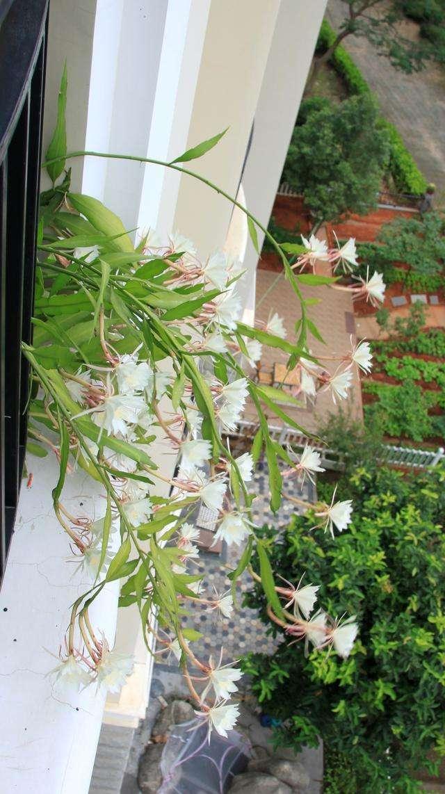 经常性开满花盆的昙花,小花盆都能驾驭,垂盆生长更好看