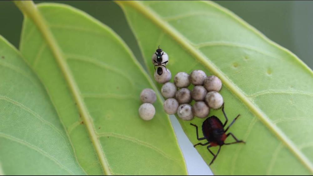 自带毒气弹的臭大姐也是有天敌的出手就是灭一窝