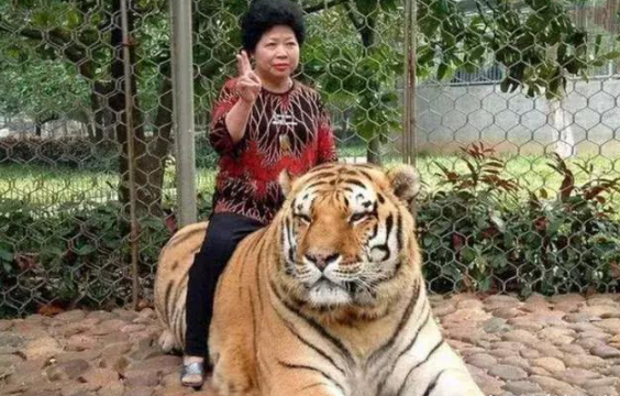 老虎的身体素质,与人类相比已达到什么水平;看完才知道武松是骗子