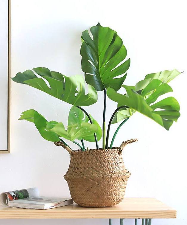 养好龟背竹有哪些技巧?