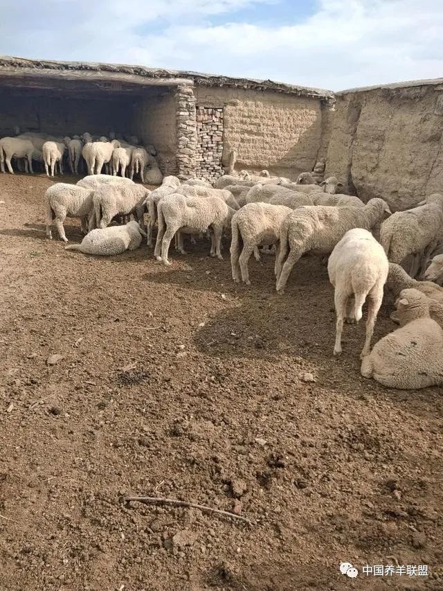 养羊能否成功一定要做好基础,不着急先建一个现代化羊舍