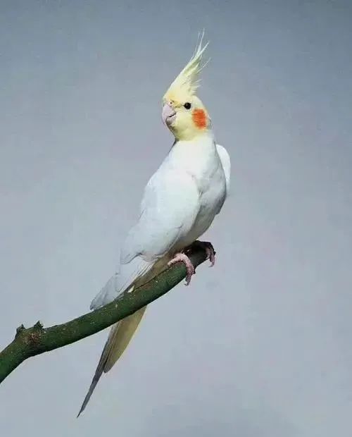 中国野生玄凤鹦鹉图片