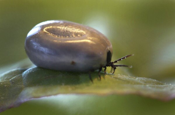 该新型病毒由蜱虫叮咬感染.(图/达志影像/美联社)