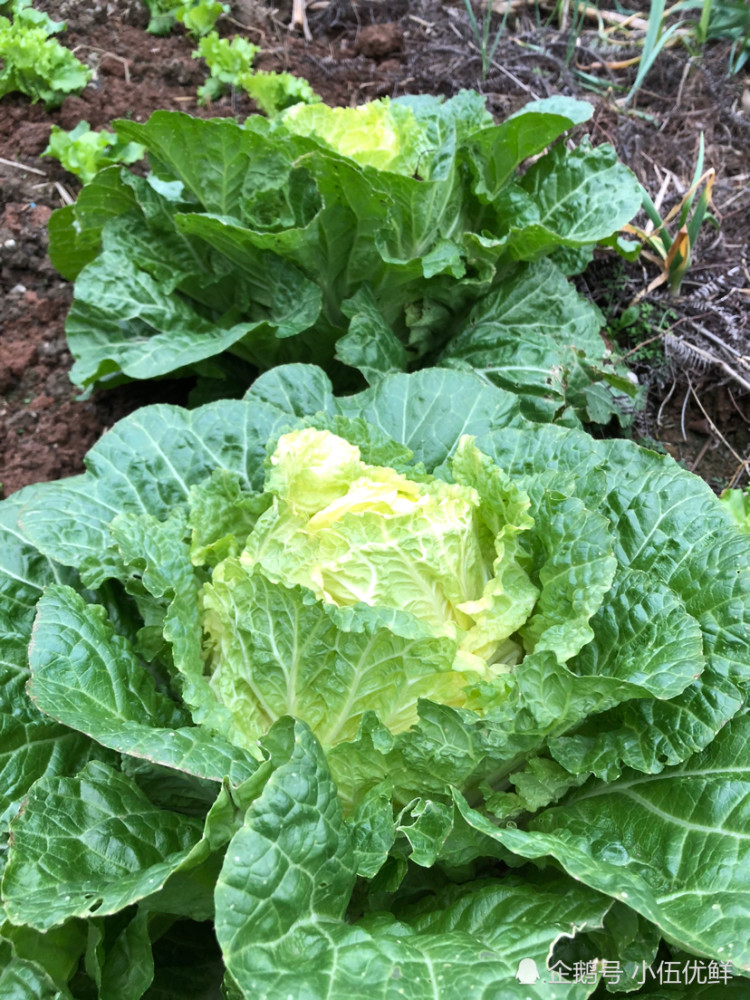 种植大白菜在大白菜进入莲座期的时候需要怎样做