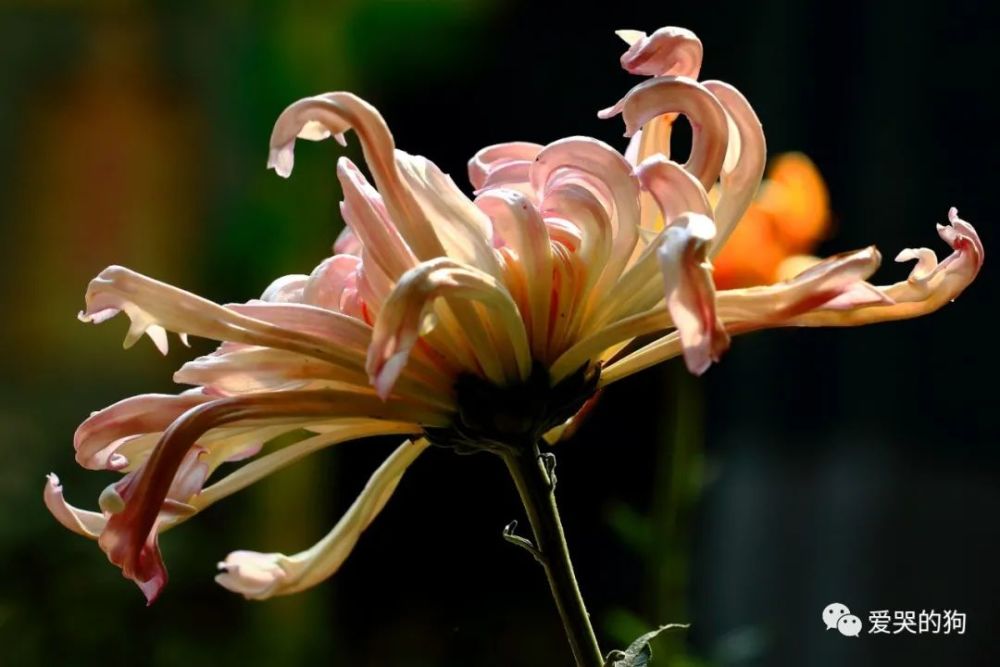 重阳席上赋白菊|白居易晚年过重阳节，喝醉酒后写下一首感伤之作，无一字不忧愁