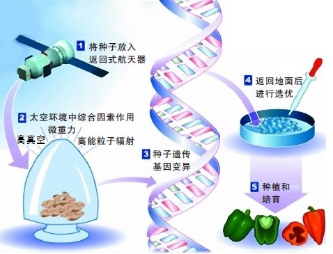 太空育种PPT图片