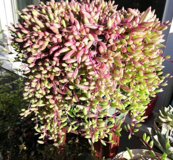 新手小白养花 盆栽裸根植物该注意什么 牢记3点不白花钱 腾讯新闻