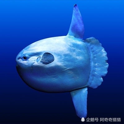 但是翻车鱼宝宝是另一回事.