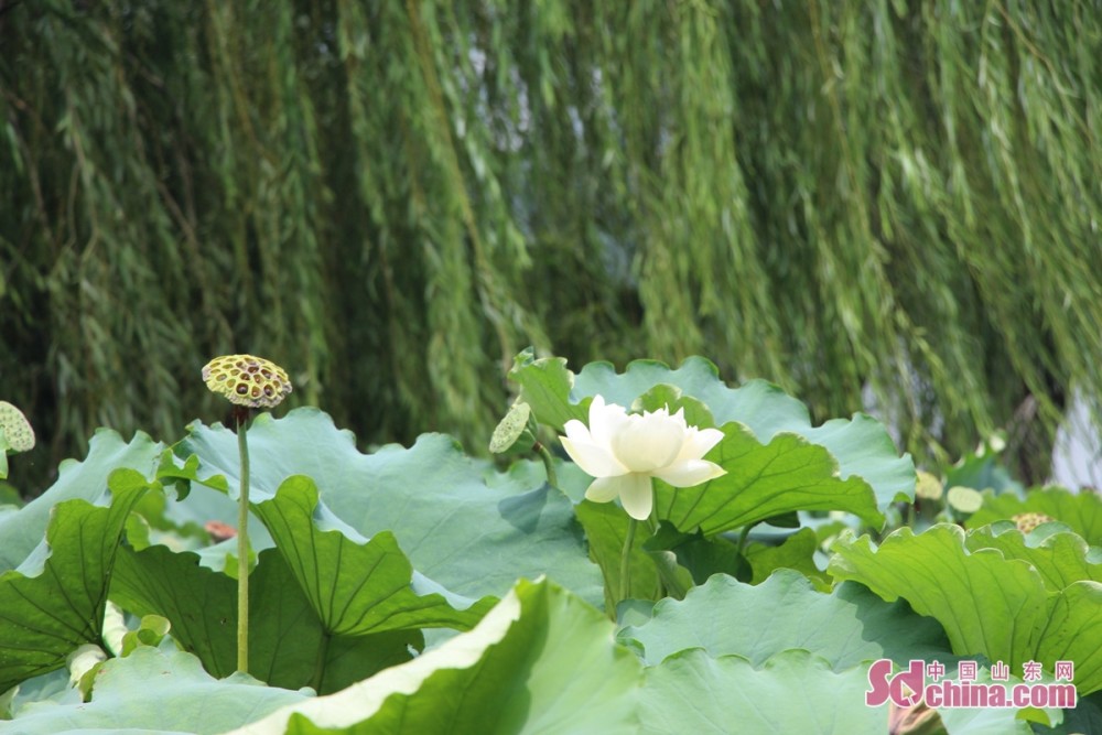 荷月 的济南 柳荷交映的明湖夏景 腾讯新闻