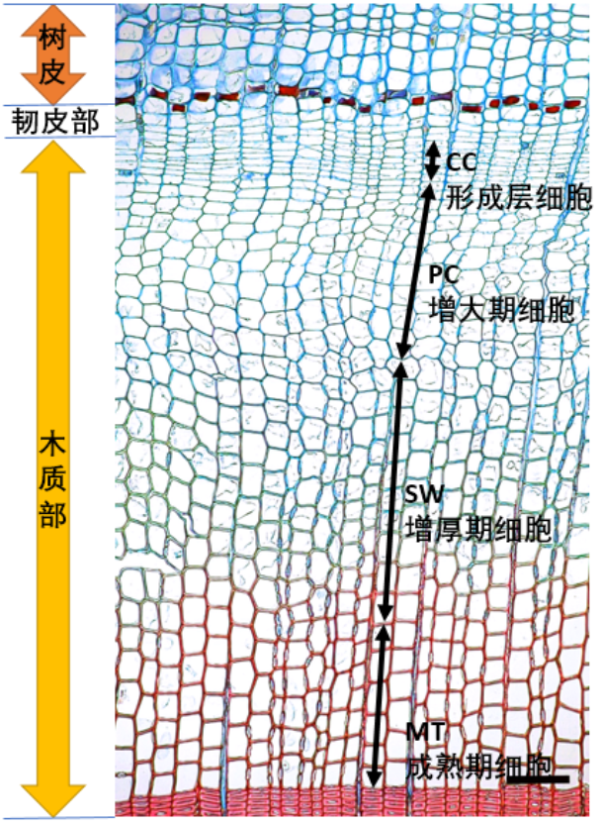 树皮以下的形成层以及处于不同生长阶段(增大期,增厚期和成熟期)的