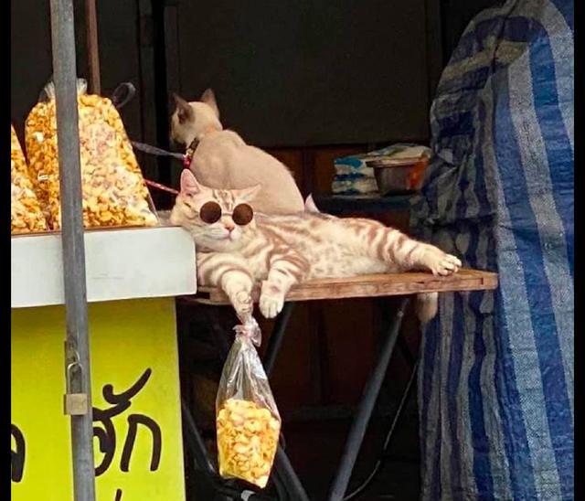 被生活所迫的猫老大为了小鱼干也开始摆摊挣钱了