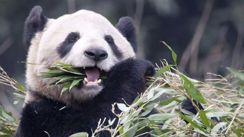 中国旅加大熊猫遭遇粮食危机 竹子只能供到9月 腾讯新闻