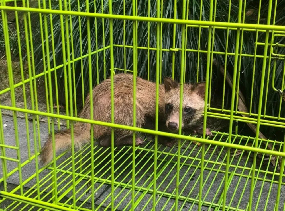 人民网关注松江一小区野生貉出没处置的下文来了