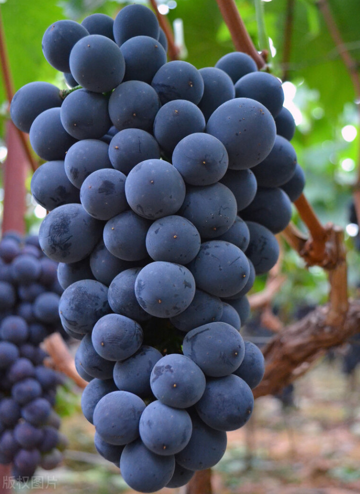 成熟的巨峰葡萄果实呈紫黑色,果皮较厚,果肉较多,果汁含量少,口感酸甜
