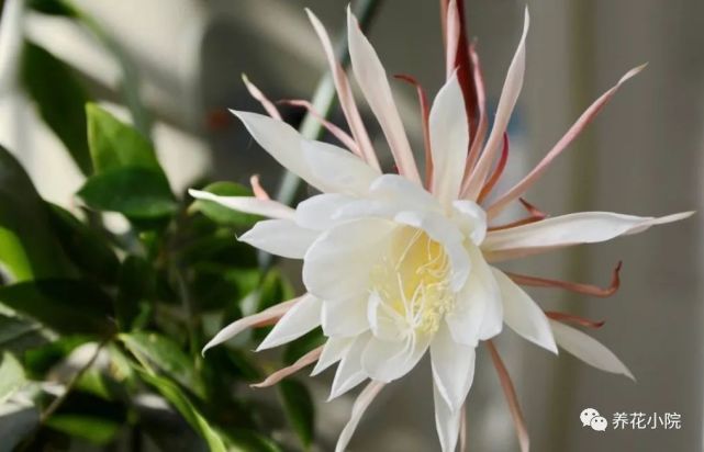昙花为什么总在晚上开花 用1种方法 白天也能开花 昙花 月下美人 植株 花蕾