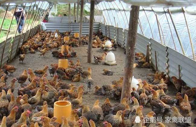 8月份复养率创新高,家禽养殖户能"跑得过"下半年的养殖行情吗