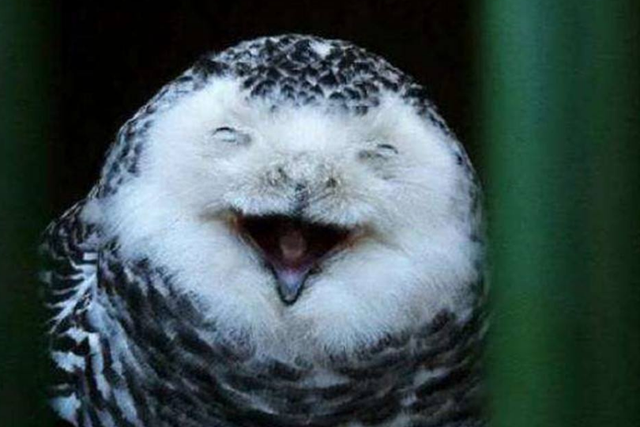 为什么猫头鹰"笑"就有人去世?其实真有科学依据!看完你就懂了|猫头鹰