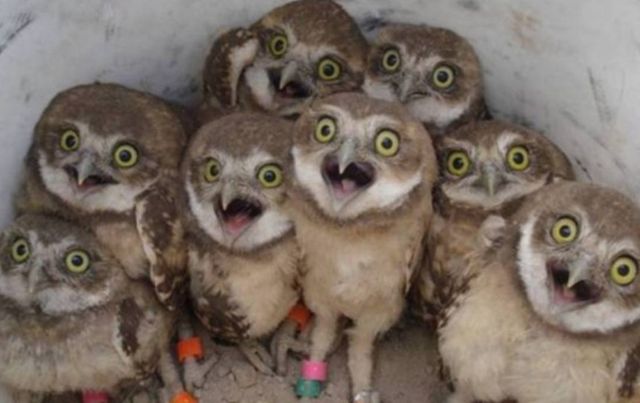 为什么猫头鹰"笑"就有人去世?其实真有科学依据!看完你就懂了