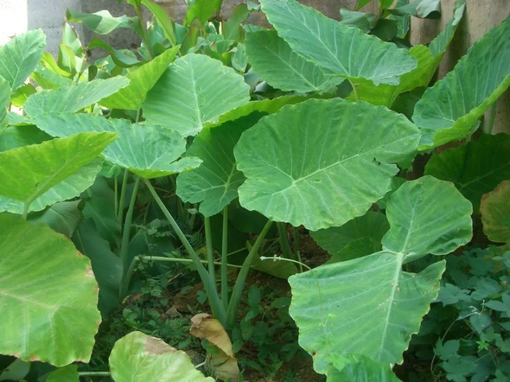 客家人常说的 芋荷 你吃过吗 腾讯新闻