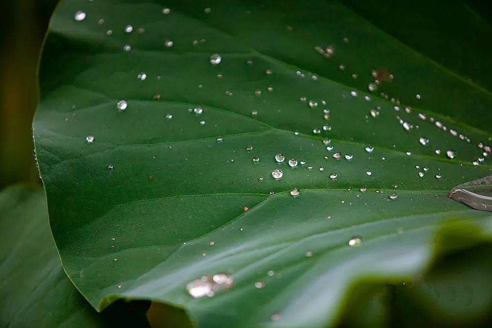 还有大街小巷,随处可见的清浅水洼犹如散碎的镜面,倒映着这座美丽的
