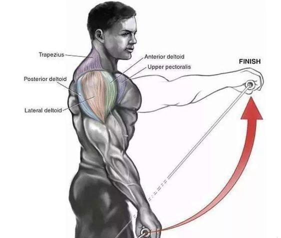 站姿哑铃前平举
