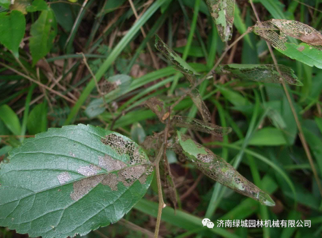 (6)灯蛾类:如人文污灯蛾,又名红腹白灯蛾,人字纹灯蛾,幼虫食叶,吃成