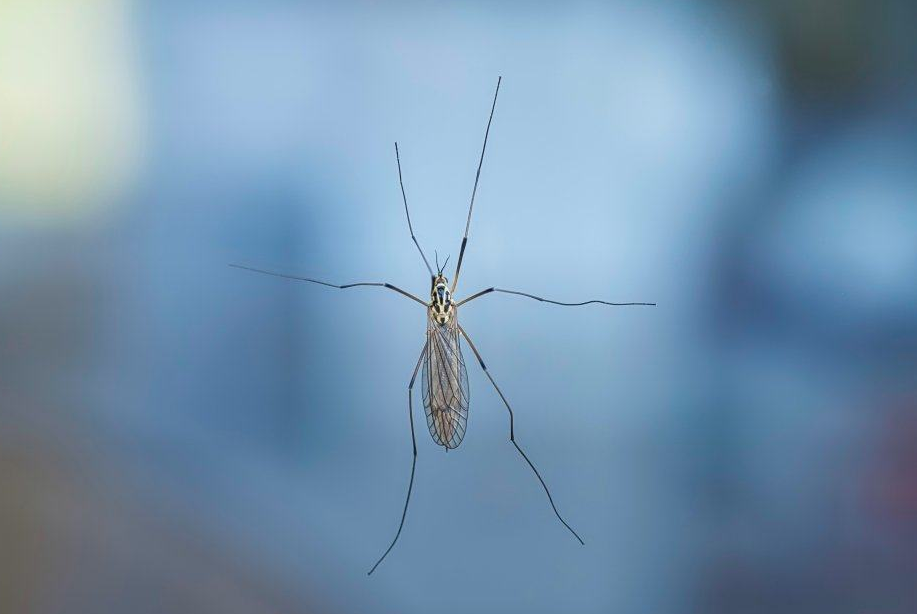 和蚊子的战斗不能停