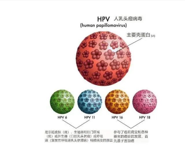 可怕的是对hpv一无所知,4个问题带你了解hpv|hpv|hpv感染|乳头瘤病毒