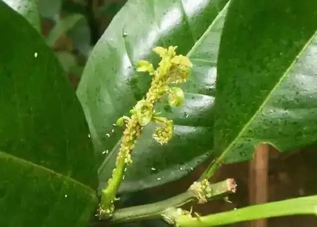 柑橘秋梢期蚜虫蓟马也来搞事情虫小危害大果农怎么防治