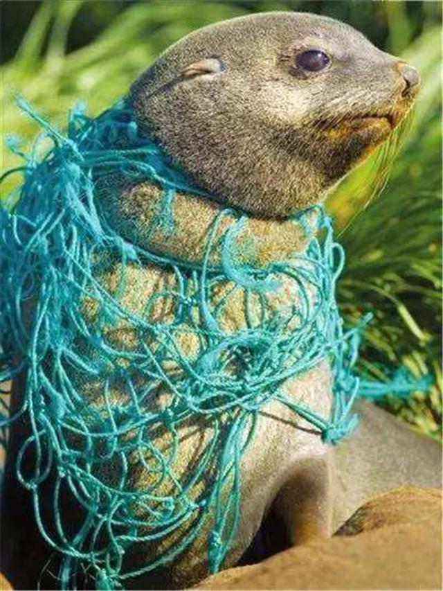 塑料污染|这下不用吃塑料了，日本发布重磅消息，全球6亿吨垃圾迎来新归宿