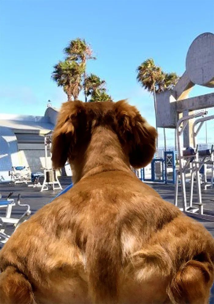 一只强壮背影的狗子遭网友ps恶搞