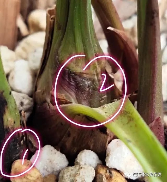 兰花在夏季芦头腐烂了怎么办捂兰花老芦头试一试有惊喜
