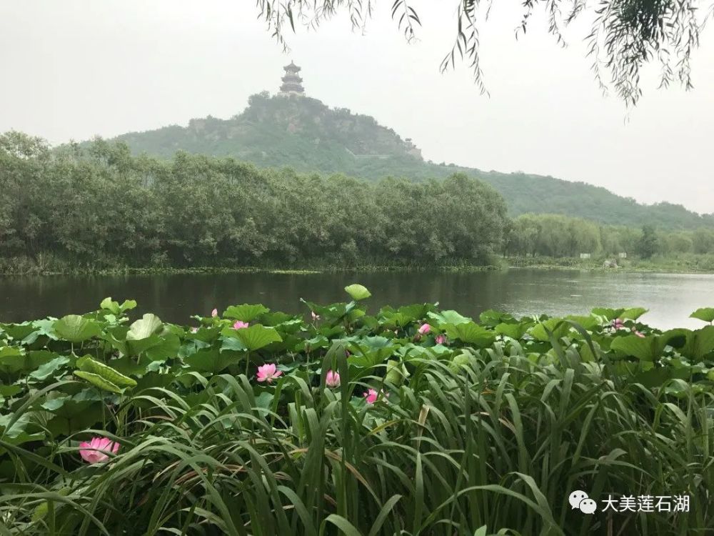 01 步步生莲 spot 步步生莲区域——位于京华水韵主景区,荷花生长面积