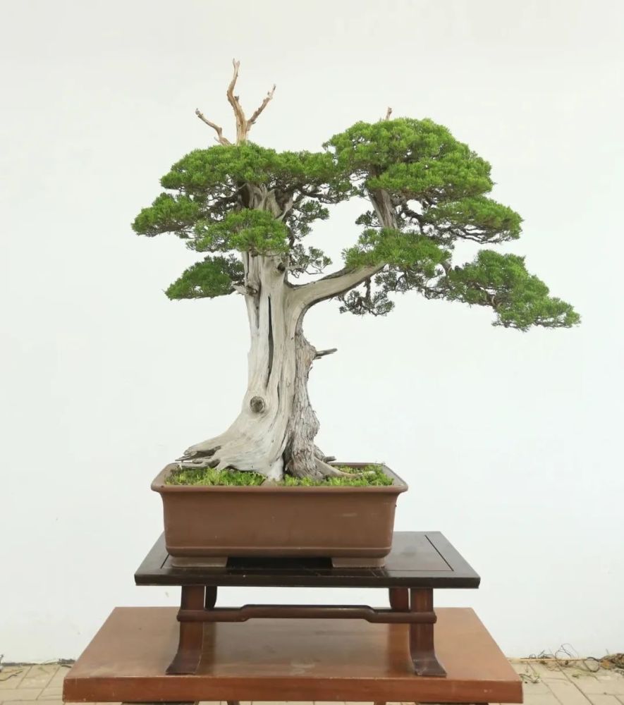 随时欣赏的盆景展览馆弘扬盆景文化,交流盆景技艺!