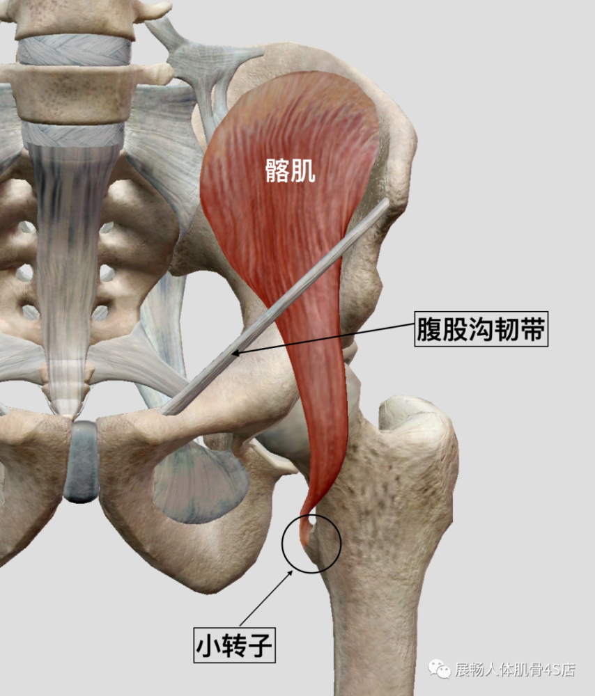 因為與腹股溝離的很近,所以這裡受傷疼痛,就讓你誤以為是