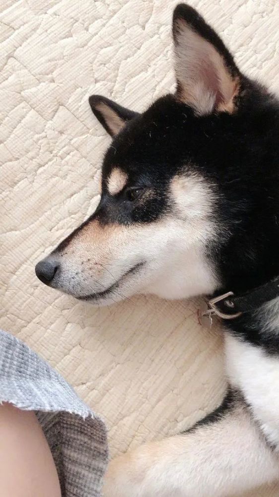 狗狗一脸满足:我很开心,你呢?