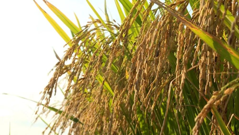 秋收季梯田红米丰收了绿春农民端牢饭碗底气足