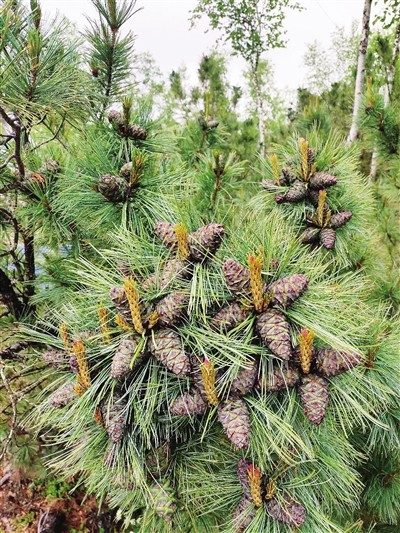 内蒙古大兴安岭偃松今年又将喜获丰收