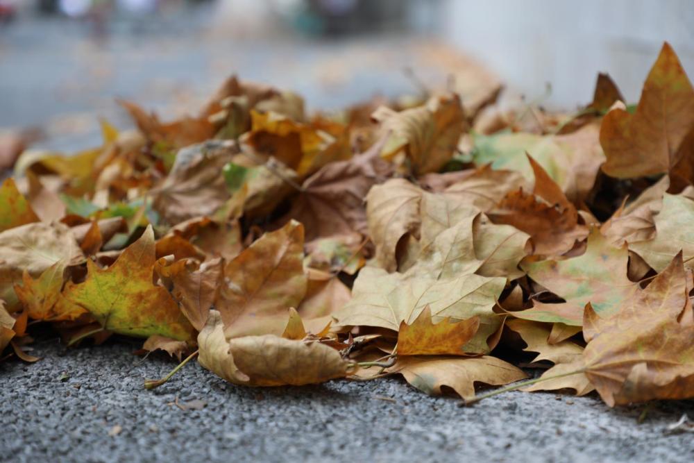 高温天南京梧桐树落叶满地忙煞环卫工人