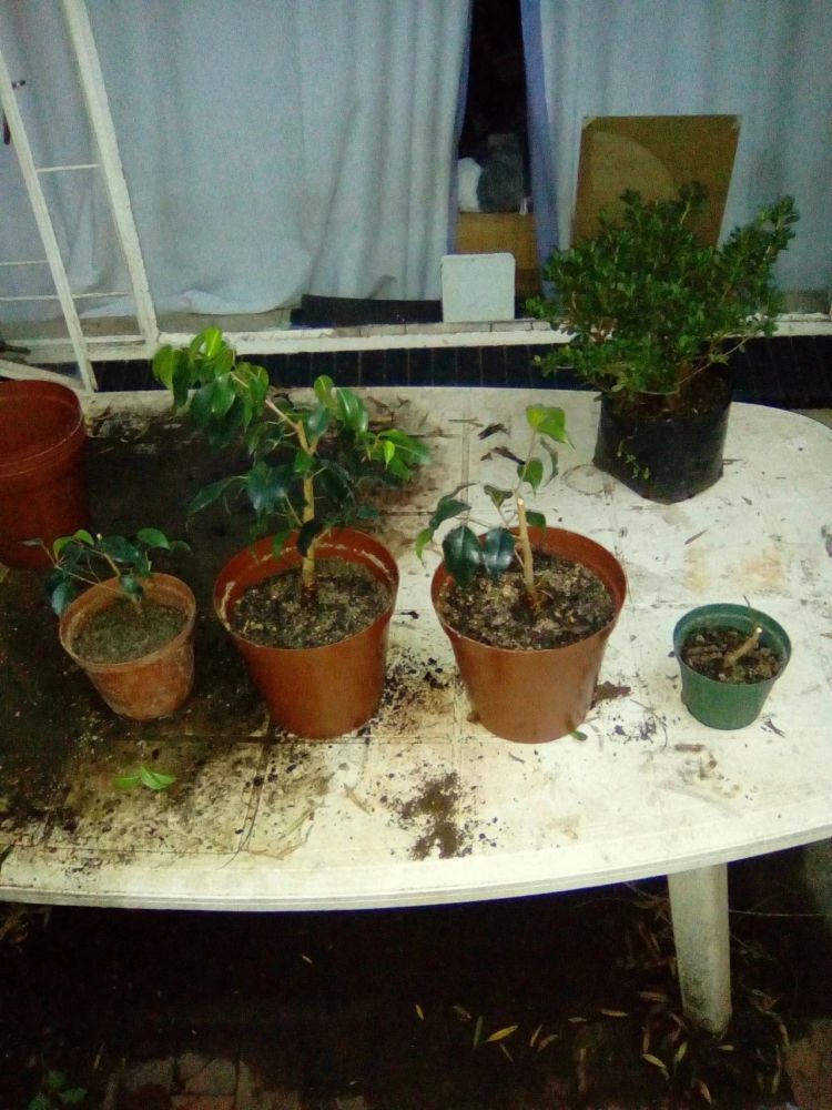 刚买的盆栽换盆前要缓几天 选对花盆和土壤 植物的根才能长得壮 腾讯新闻