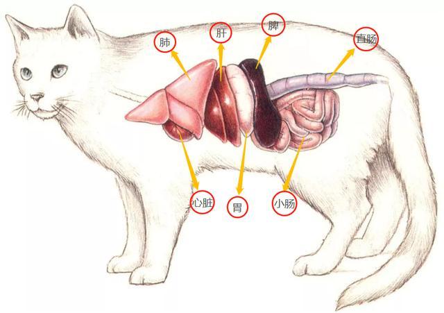 猫的内脏结构图腹部图片