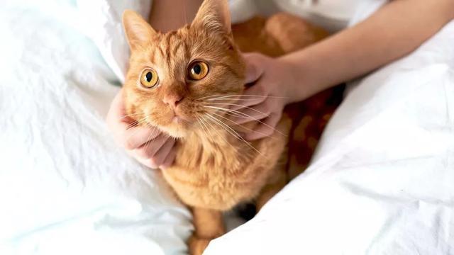 猫咪呕吐就是吐毛球 别大意 很可能是喵星人身体发出的警告 腾讯新闻