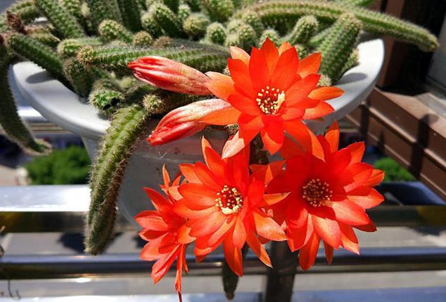 花盆里长出毛毛虫 这种多肉三伏天不怕晒 还能开花 多肉 花盆 仙人掌 植株 白檀 花卉