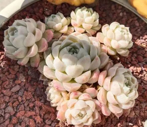 多肉铺面用哪种土 别再用赤玉了 试试硅藻土 多肉铺面神器 腾讯新闻