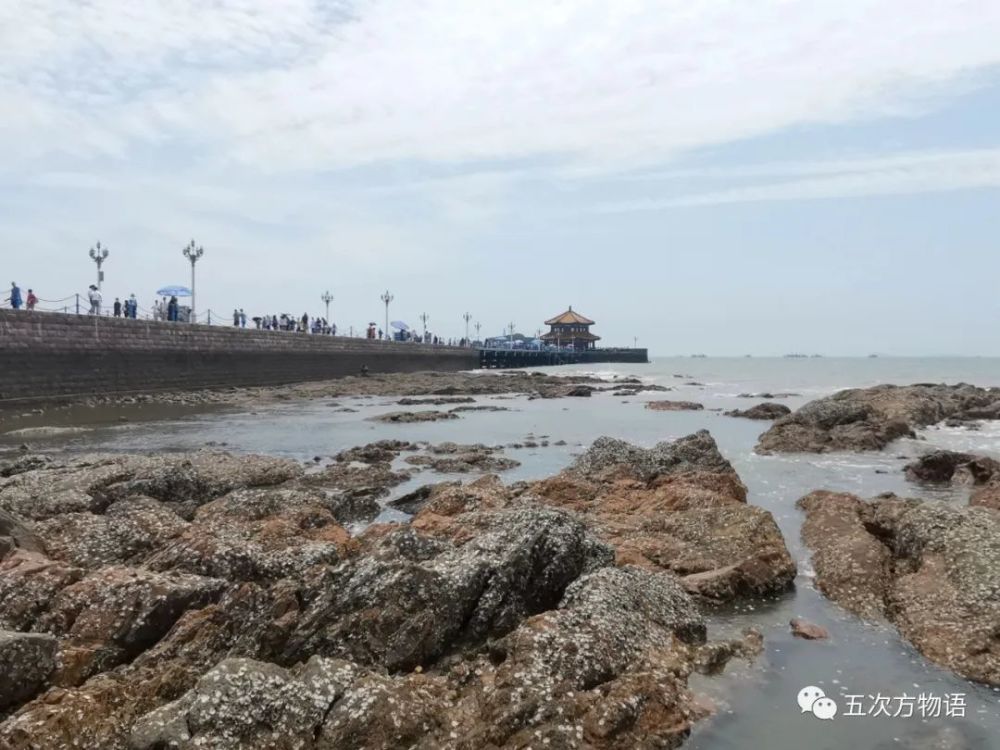 海滩|除了藻类，青岛海滩上到底能捡着啥？